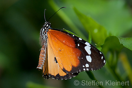 253 Afrikanischer Monarch - Danaus chrysippus